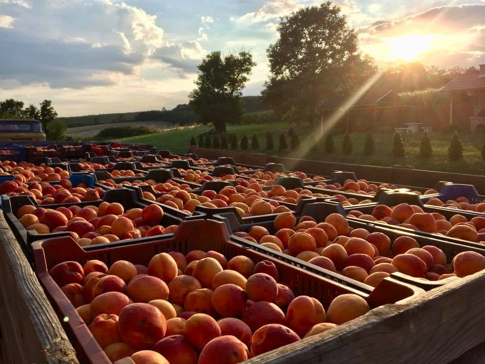 kajszibarack-palinka-gyumolcs-alapanyag